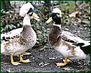 Artis Amsterdam Farm image