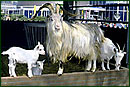 Artis Amsterdam Farm image